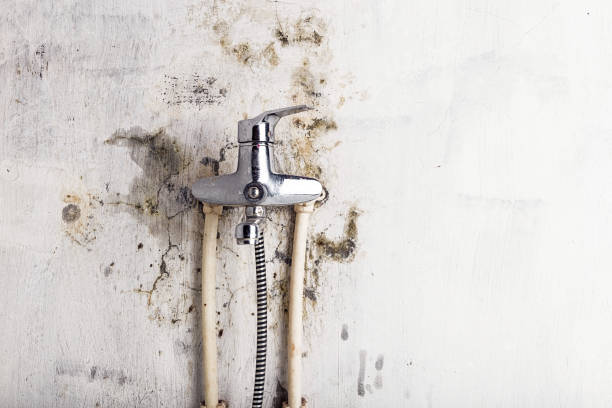 Best Same-Day Mold Removal  in Firebaugh, CA