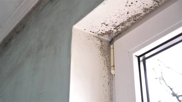 Best Toxic Mold Removal  in Firebaugh, CA