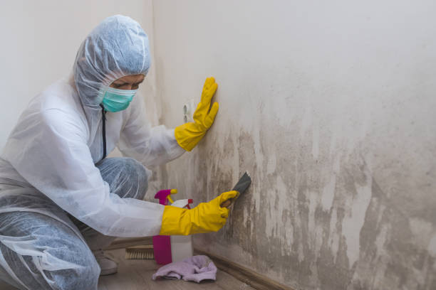 Best Black Mold Removal  in Firebaugh, CA