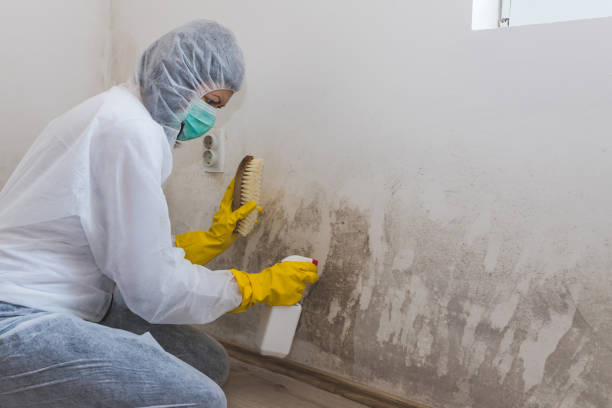 Best Office Mold Removal Services  in Firebaugh, CA