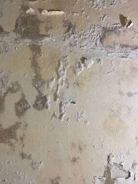 Best Mold Removal Near Me  in Firebaugh, CA