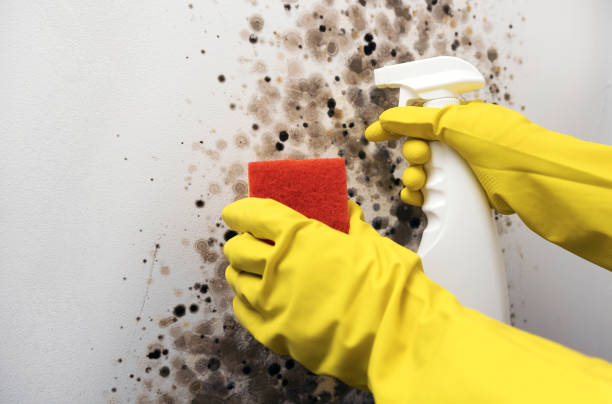 Best Professional Mold Removal  in Firebaugh, CA