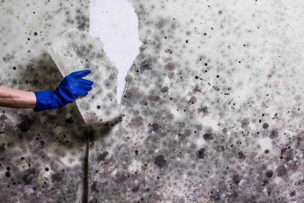 Best Crawl Space Mold Removal  in Firebaugh, CA