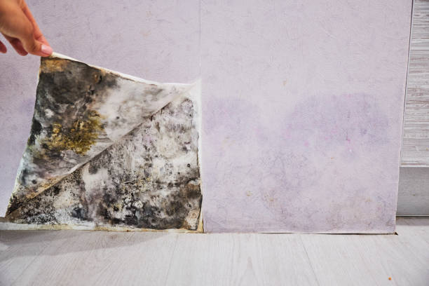 Best Commercial Mold Removal  in Firebaugh, CA
